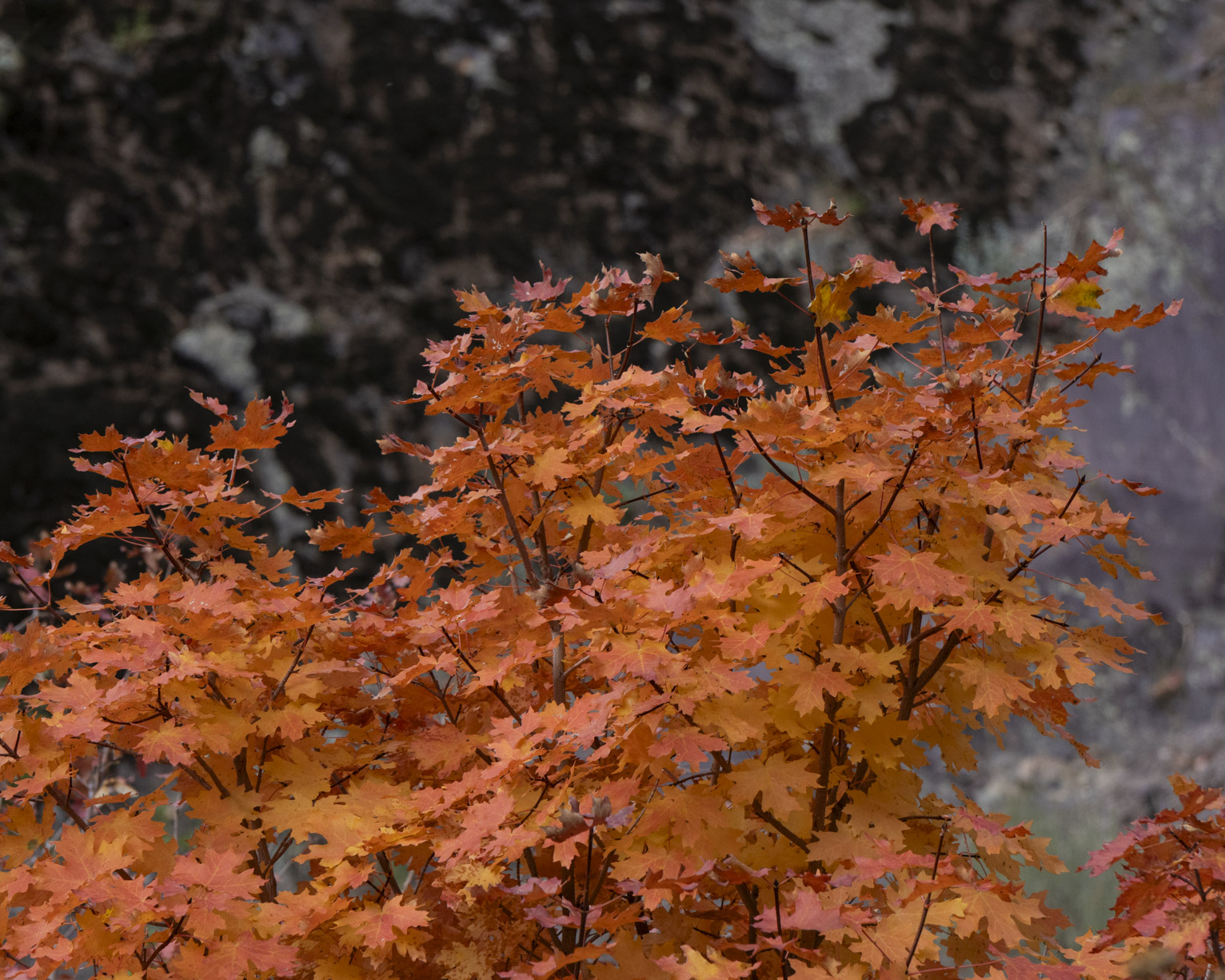 The leaves of a brilliant red orange-red maple in contrast against some darker lichen on a rock face